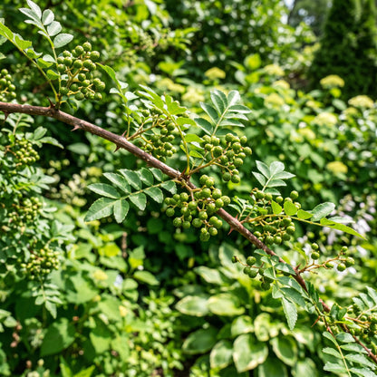 Prickly Ash Tree Seeds for Outdoor Planting - Hardy Deciduous Tree Seeds for Landscape & Garden Growing