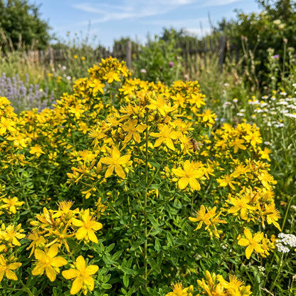 Saint John’s Wort Seeds – Hypericum Herb Plant