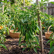 Serrano Chili Pepper Seeds – Garden Pepper Plant