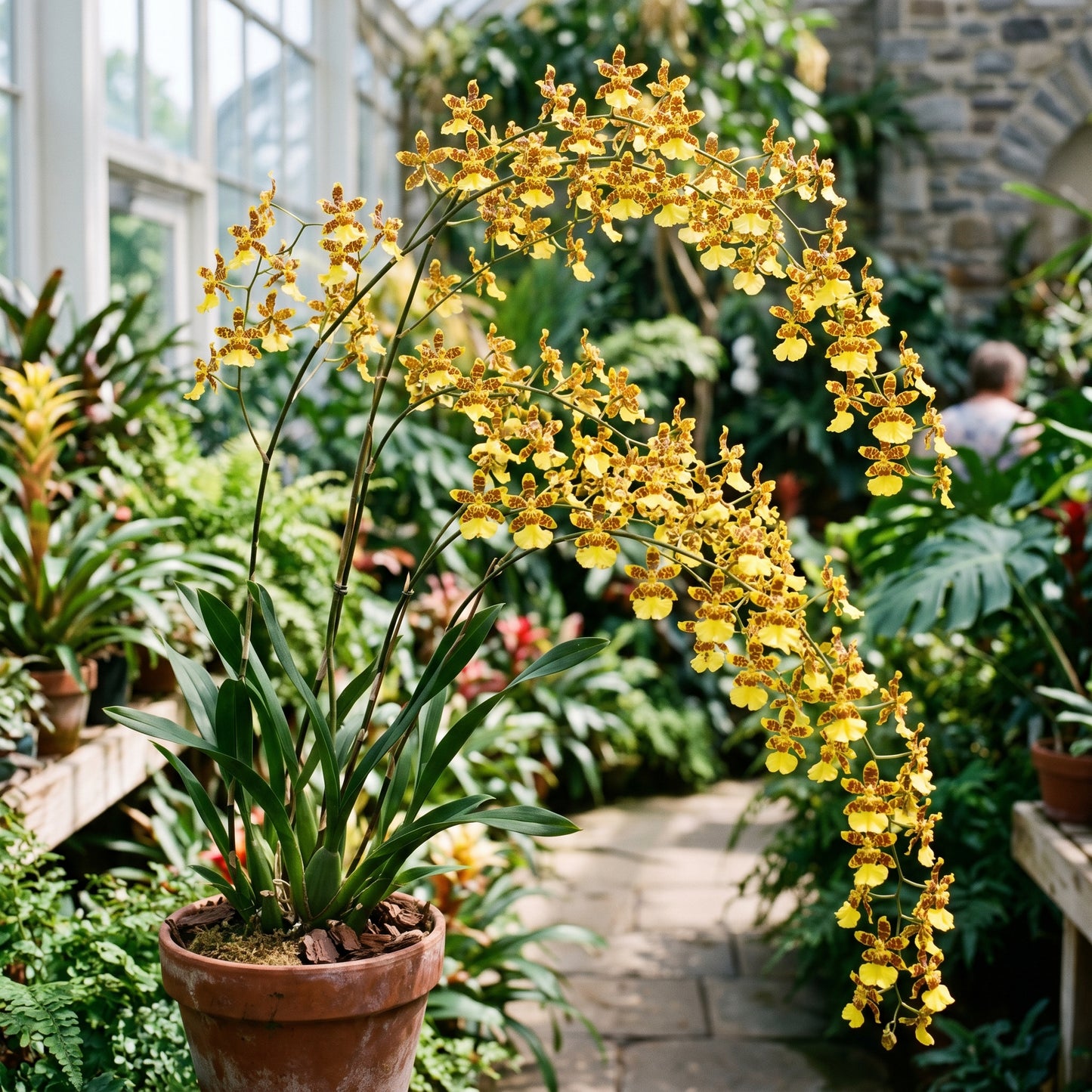 Tiger Oncidium Orchid Seeds – Oncidium Orchid Flower Seeds