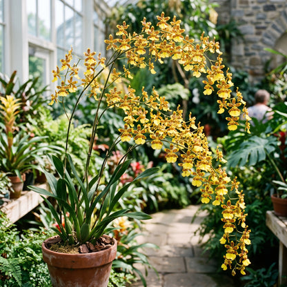 Tiger Oncidium Orchid Seeds – Oncidium Orchid Flower Seeds