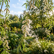 Weeping Willow Seeds (Salix babylonica) – Green Willow Tree Seeds