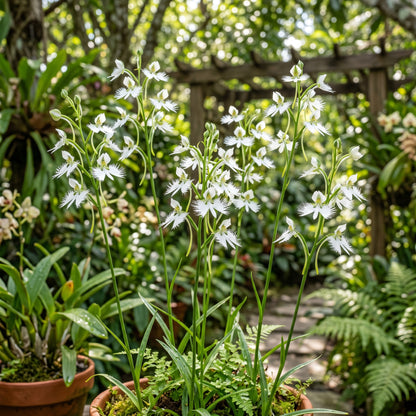White Egret Orchid Seeds (Habenaria radiata) – Dove Orchid Flower Seeds