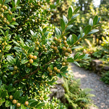 Wintergreen Japanese Boxwood Seeds – Hedge Shrub Plant