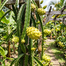 Yellow Dragon Fruit Plant – Hylocereus Megalanthus Cactus