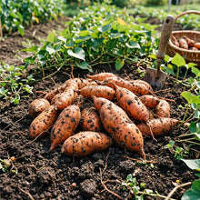 Sweet Potato Seeds – Orange Sweet Potato Vegetable Seeds