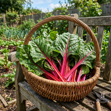 Swiss Chard Rhubarb Seeds for Vegetable Gardens