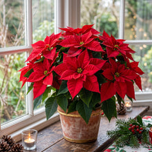Red Poinsettia Plant Seeds for Indoor Growing