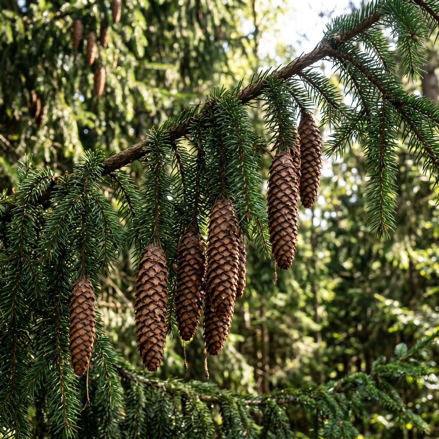 Norway Spruce Tree Seeds (Picea abies) – Evergreen Landscape Tree Seeds