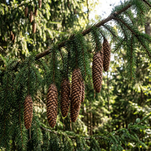 Norway Spruce Tree Seeds (Picea abies) – Evergreen Landscape Tree Seeds