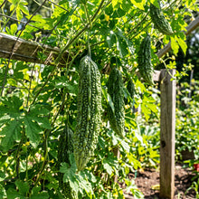 Bitter Melon (Bitter Gourd) Seeds – Khổ Qua Mỡ Trái Dài Ampalaya Vegetable Seeds