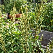 Epazote Seeds – Chenopodium Ambrosioides Herb Plant