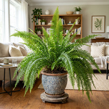 Boston Fern Plant – Indoor Decorative Fern