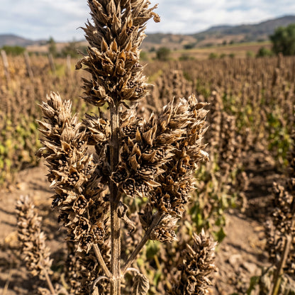 Chia Seeds (Salvia hispanica) – Heirloom Chia Herb Seeds
