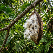 Silk Floss Tree Seeds (Ceiba speciosa) – Chorisia Speciosa Flowering Tree Seeds