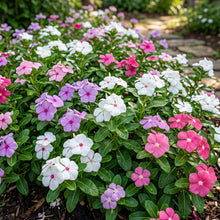 Madagascar Periwinkle Seeds (Catharanthus roseus) – Vinca Flower Seeds