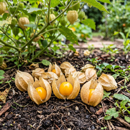 Aunt Molly Ground Cherry Seeds (Physalis pruinosa) – Ground Cherry Fruit Seeds