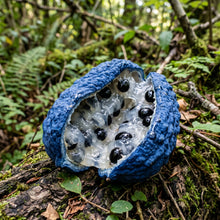 Blue Sausage Fruit Seeds (Decaisnea fargesii) – Himalayan Blue Bean Shrub Seeds