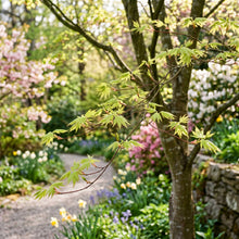 Maple Seeds Tree Plant for Garden Growing