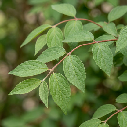 Kolkwitzia Amabilis Flower Seeds For Planting
