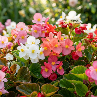 Begonia Semperflorens Mixed Flower Seeds For Planting