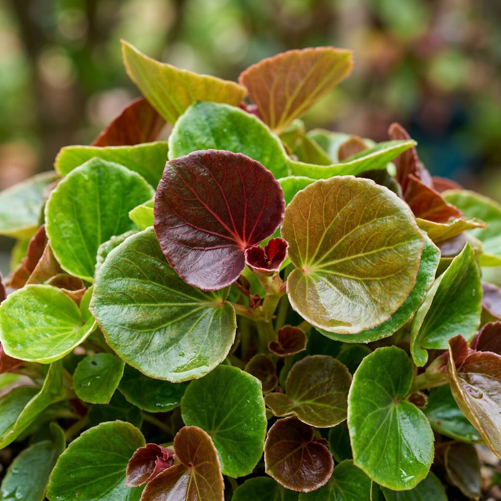 Begonia Semperflorens Mixed Flower Seeds For Planting