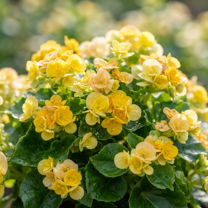 Begonia Sunshine Carpet Flower Seeds for Planting