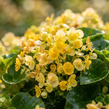 Begonia Sunshine Carpet Flower Seeds for Planting
