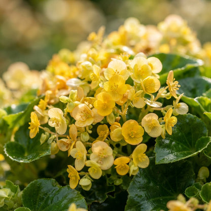 Begonia Sunshine Carpet Flower Seeds for Planting