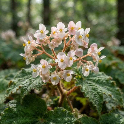 Begonia ferruginea Seeds for Planting
