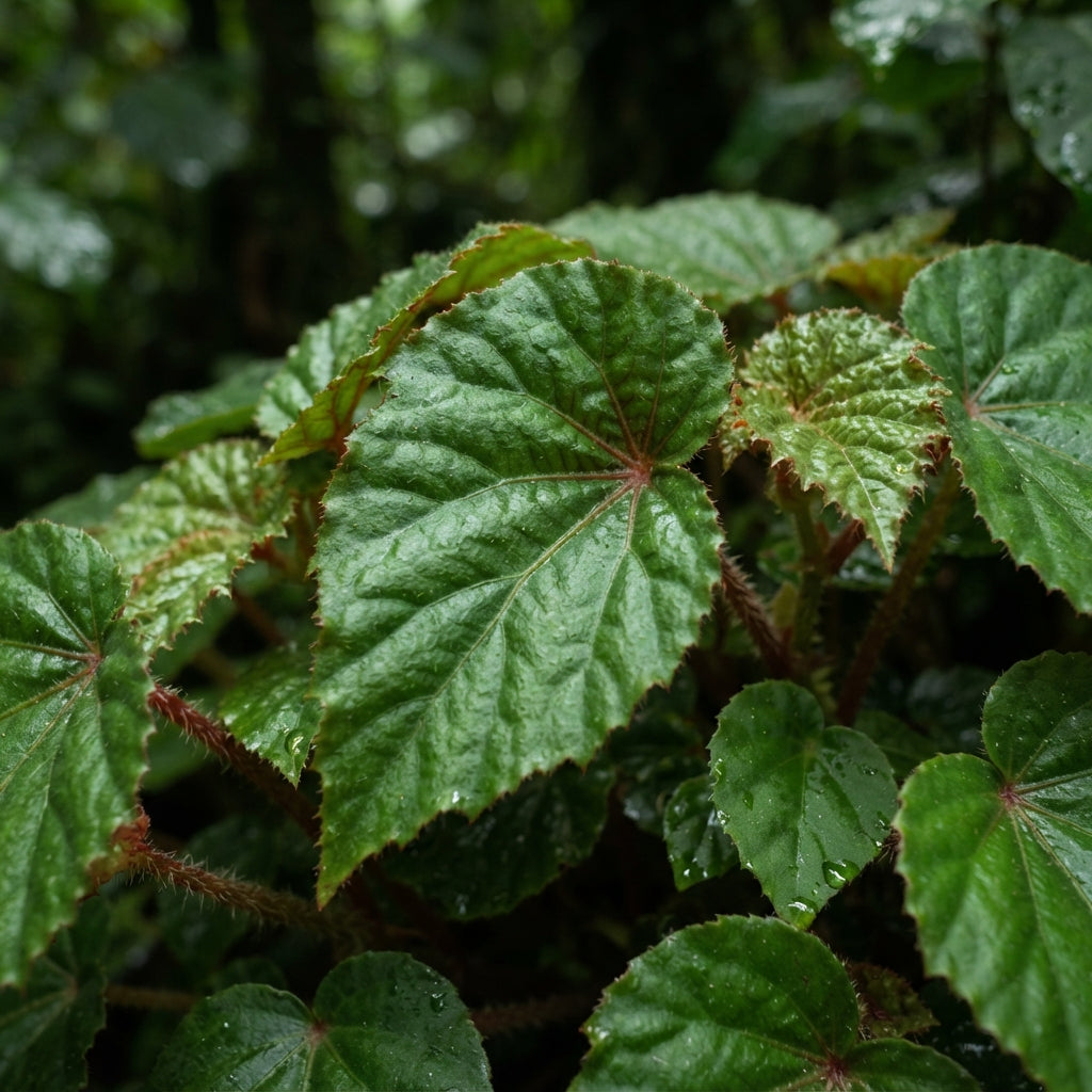 Begonia ferruginea Seeds for Planting