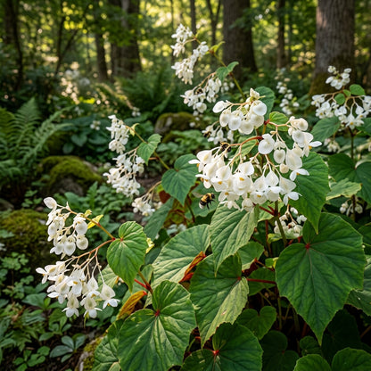 Begonia Grandis Alba Subsp. Evansiana Seeds - Begonia Flower Seeds for Garden
