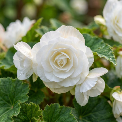 Begonia Tuberosa Double White Seeds - White Begonia Flower Seeds for Garden