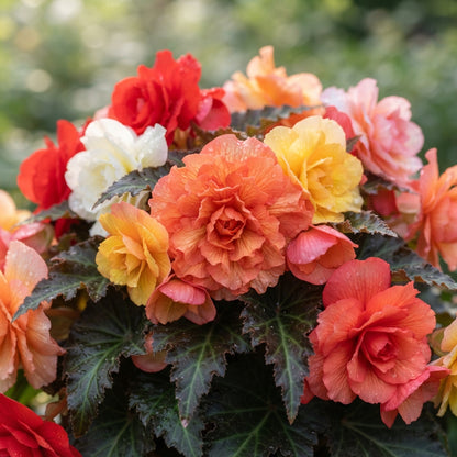 Begonia Tuberhybrida Non Stop Mocca Mixed Seeds for Planting
