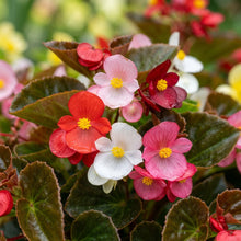 Begonia Cocktail Series Mixed Flower Seeds For Planting