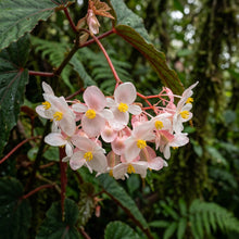 Begonia Aequatorialis Flower Seeds For Planting