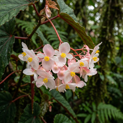 Begonia Aequatorialis Flower Seeds For Planting
