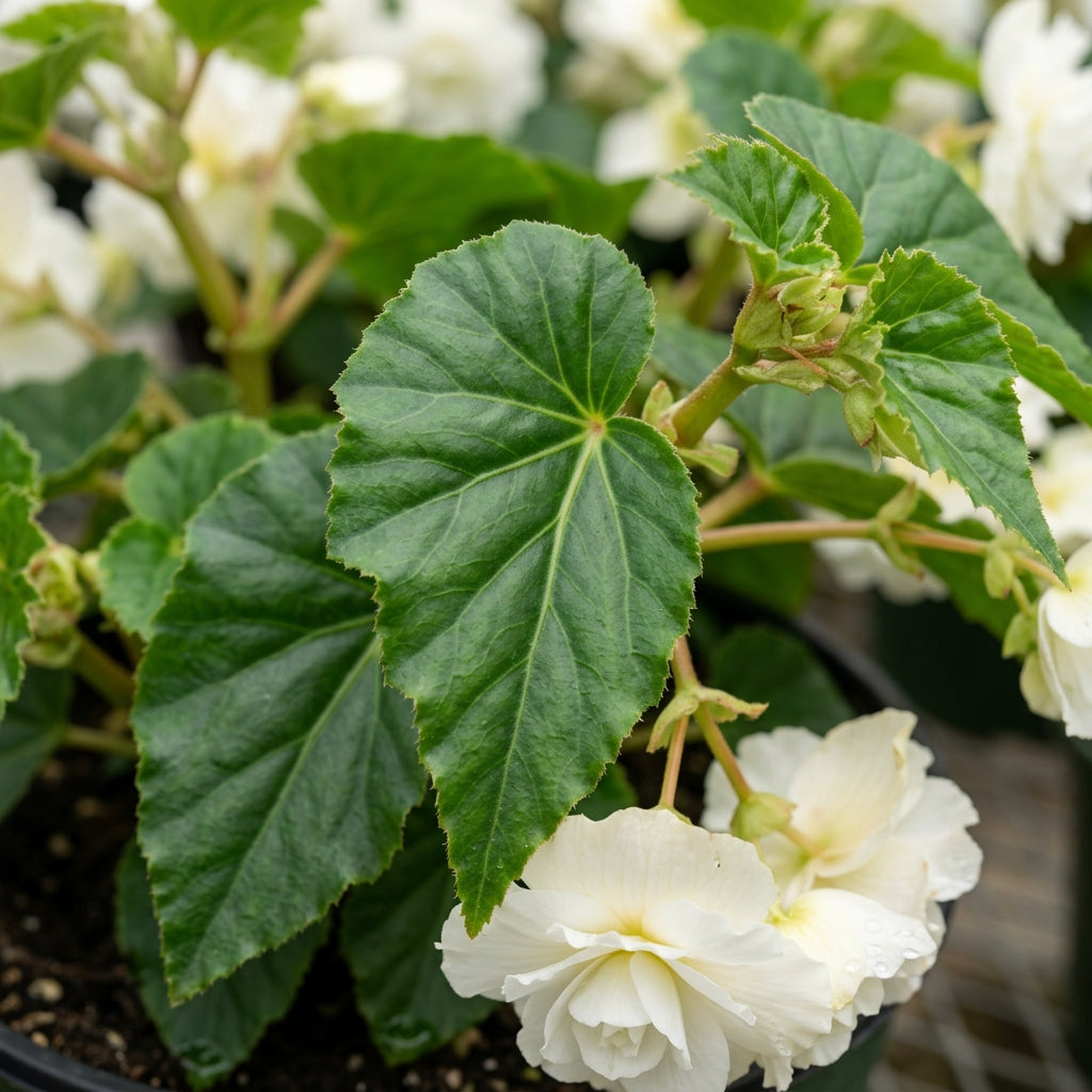 Begonia Tuberosa Double White Seeds - White Begonia Flower Seeds for Garden
