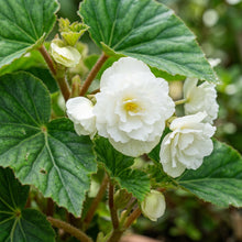 Begonia Tuberosa Double White Seeds - White Begonia Flower Seeds for Garden