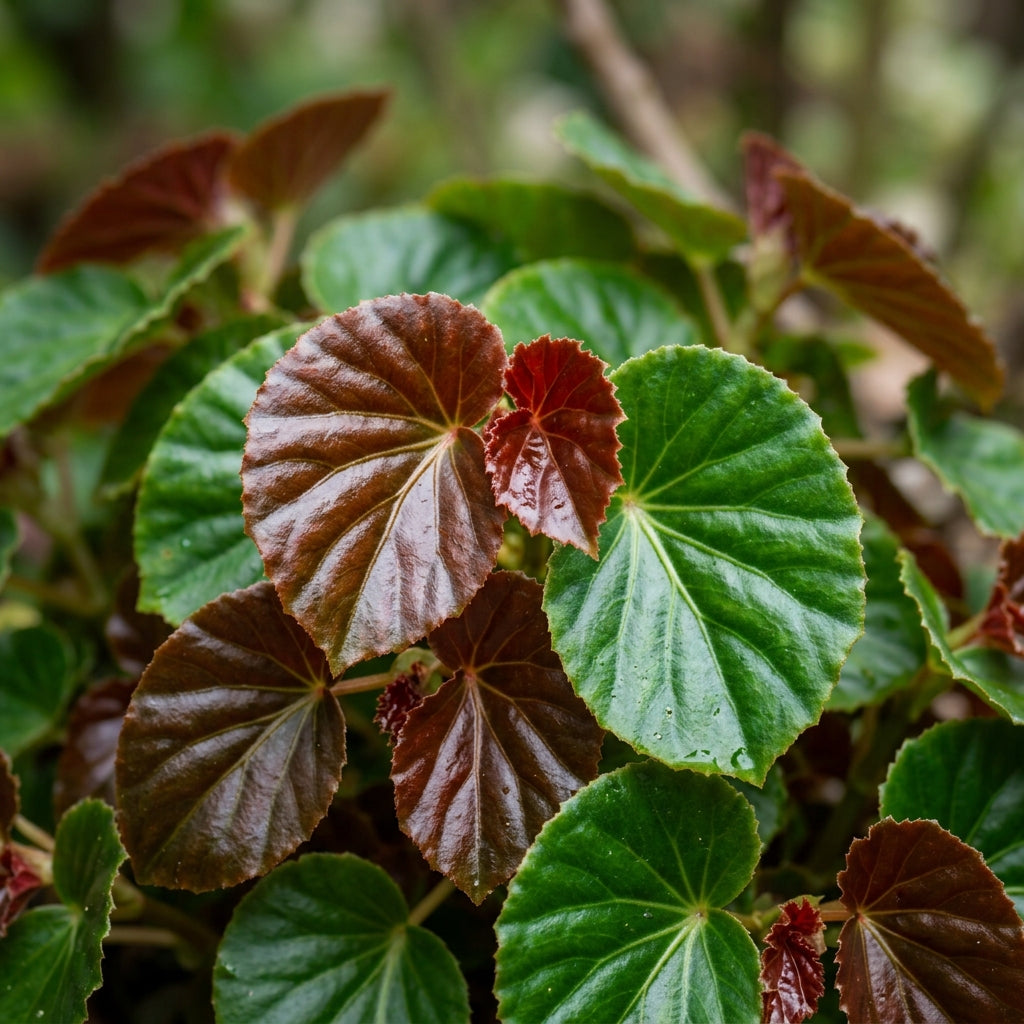 Begonia Cocktail Series Mixed Flower Seeds For Planting
