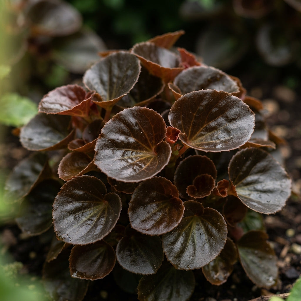 Begonia Tuberhybrida Non Stop Mocca Mixed Seeds for Planting