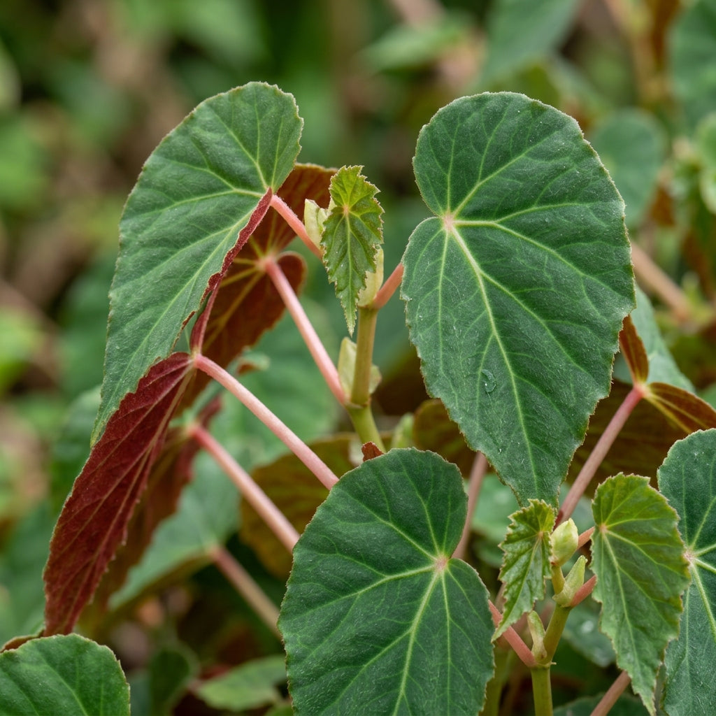Begonia Grandis Alba Subsp. Evansiana Seeds - Begonia Flower Seeds for Garden