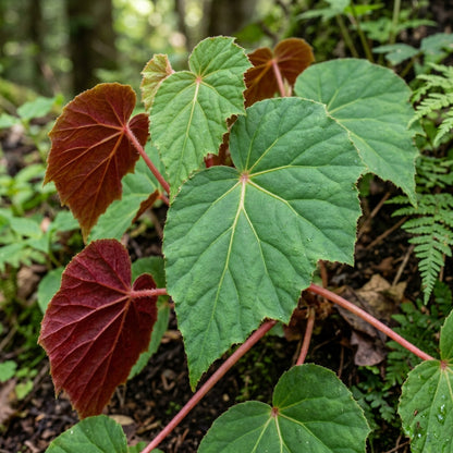 Begonia grandis subsp. evansiana Seeds for Planting