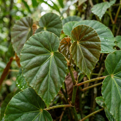 Begonia Aequatorialis Flower Seeds For Planting