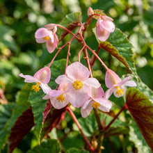 Begonia grandis subsp. evansiana Seeds for Planting