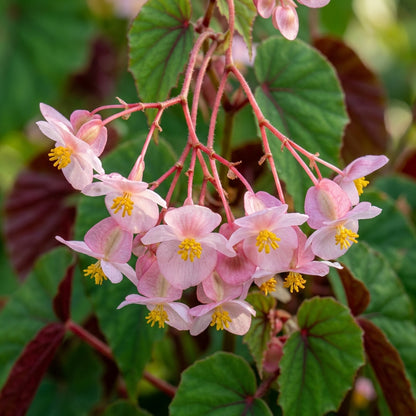 Begonia grandis subsp. evansiana Seeds for Planting