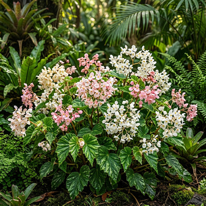 Begonia Aequatorialis Flower Seeds For Planting