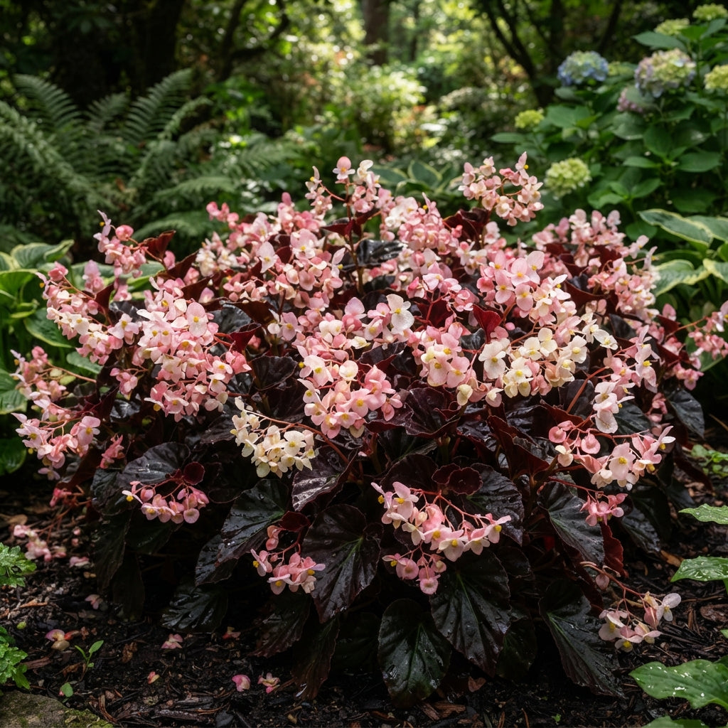 Dark Burgundy Begonia Flower Seeds for Garden Planting