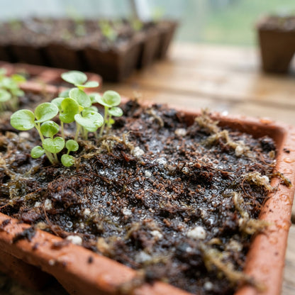 Begonia ferruginea Seeds for Planting