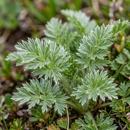 Pulsatilla Campanella Flower Seeds